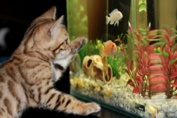Cat Paying with Fish at Active Adult Community